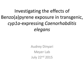 Investigating the effects of
Benzo(a)pyrene exposure in transgenic,
cyp1a-expressing Caenorhabditis
elegans
Audrey Dinyari
Meyer Lab
July 22nd 2015
 