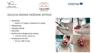 IZOLACIJA SREDNJE MOŽDANE ARTERIJE
• anestezija
• ketamin 75 mg/kg i midazolam 0,5 mg/kg
• dekapitacija
• izolacija arterija
• PSS (37C)
• kontinuirana oksigenacija sustava
• 21% O2, 5% CO2 i balans N2
• inkubacija krvne žile
• 60 min / ∆80 mmHg
 