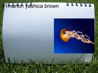 #1marion yashica brown
 