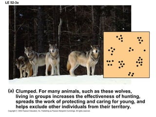 LE 52-3a
Clumped. For many animals, such as these wolves,
living in groups increases the effectiveness of hunting,
spreads the work of protecting and caring for young, and
helps exclude other individuals from their territory.
 