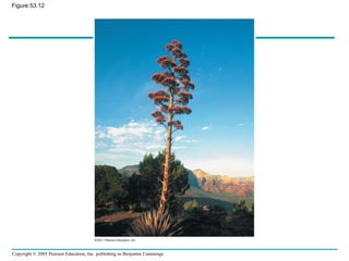 Copyright © 2005 Pearson Education, Inc. publishing as Benjamin Cummings
Figure 53.12
 