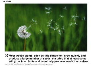 LE 52-8a
Most weedy plants, such as this dandelion, grow quickly and
produce a large number of seeds, ensuring that at least some
will grow into plants and eventually produce seeds themselves.
 