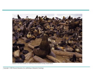 Copyright © 2005 Pearson Education, Inc. publishing as Benjamin Cummings
 