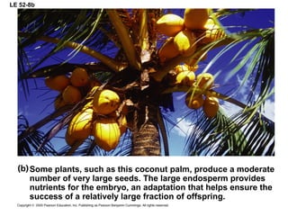 LE 52-8b
Some plants, such as this coconut palm, produce a moderate
number of very large seeds. The large endosperm provides
nutrients for the embryo, an adaptation that helps ensure the
success of a relatively large fraction of offspring.
 