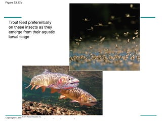 Copyright © 2005 Pearson Education, Inc. publishing as Benjamin Cummings
Figure 53.17b
Trout feed preferentially
on these insects as they
emerge from their aquatic
larval stage
 