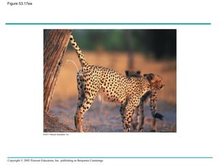 Copyright © 2005 Pearson Education, Inc. publishing as Benjamin Cummings
Figure 53.17ea
 