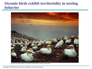 Copyright © 2005 Pearson Education, Inc. publishing as Benjamin Cummings
Oceanic birds exhibit territoriality in nesting
behavior
 