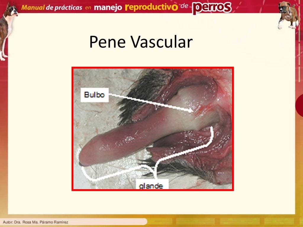 52 reproduccion perros 52 reproduccion perros