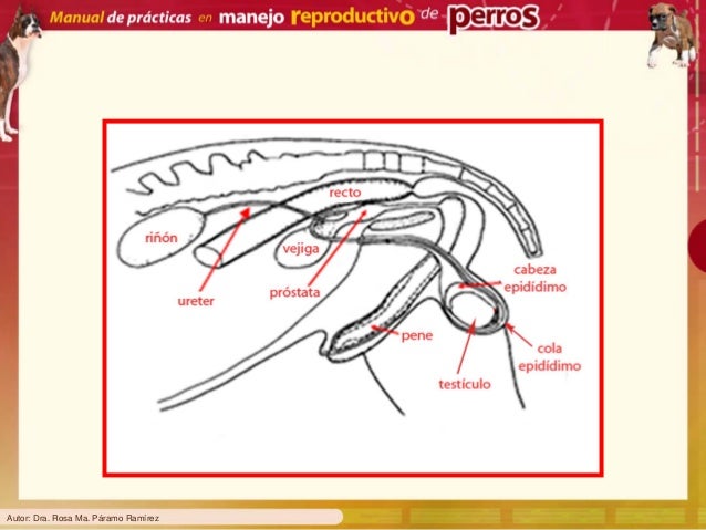 52 reproduccion perros