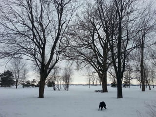 52 Saturdays - Walks with Monty