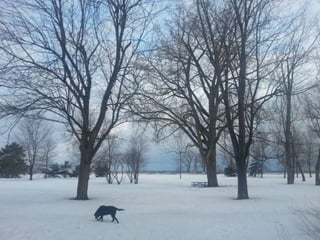 52 Saturdays - Walks with Monty
