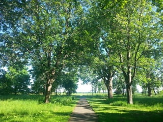 52 Saturdays - Walks with Monty