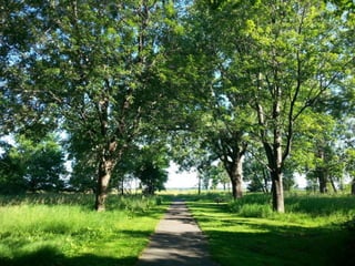 52 Saturdays - Walks with Monty
