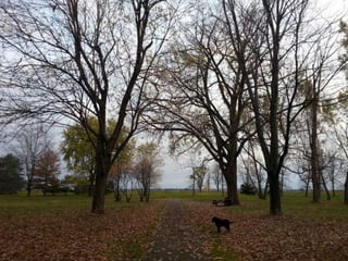 52 Saturdays - Walks with Monty