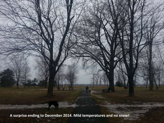 A surprise ending to December 2014. Mild temperatures and no snow!
 