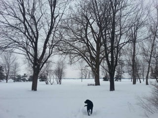 52 Saturdays - Walks with Monty