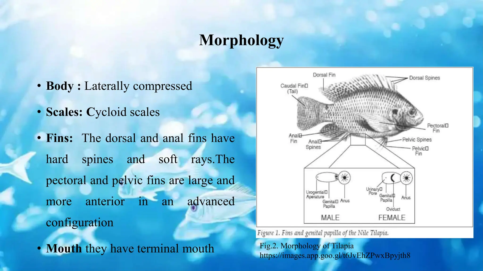 Morphology
• Body : Laterally compressed
• Scales: Cycloid scales
• Fins: The dorsal and anal fins have
hard spines and soft rays.The
pectoral and pelvic fins are large and
more anterior in an advanced
configuration
• Mouth they have terminal mouth Fig.2. Morphology of Tilapia
https://images.app.goo.gl/t6JvEhZPwxBpyjth8
 