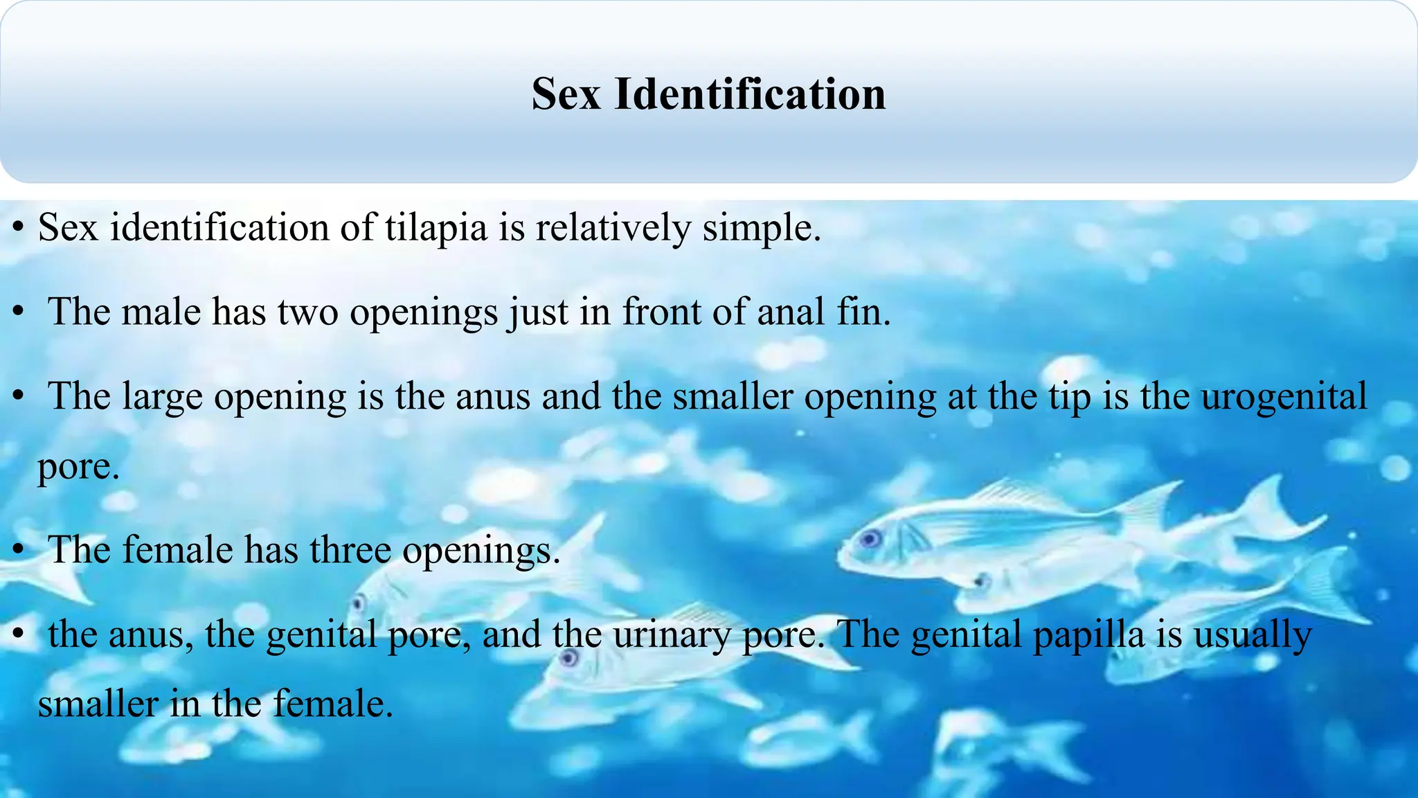 • Sex identification of tilapia is relatively simple.
• The male has two openings just in front of anal fin.
• The large opening is the anus and the smaller opening at the tip is the urogenital
pore.
• The female has three openings.
• the anus, the genital pore, and the urinary pore. The genital papilla is usually
smaller in the female.
Sex Identification
 