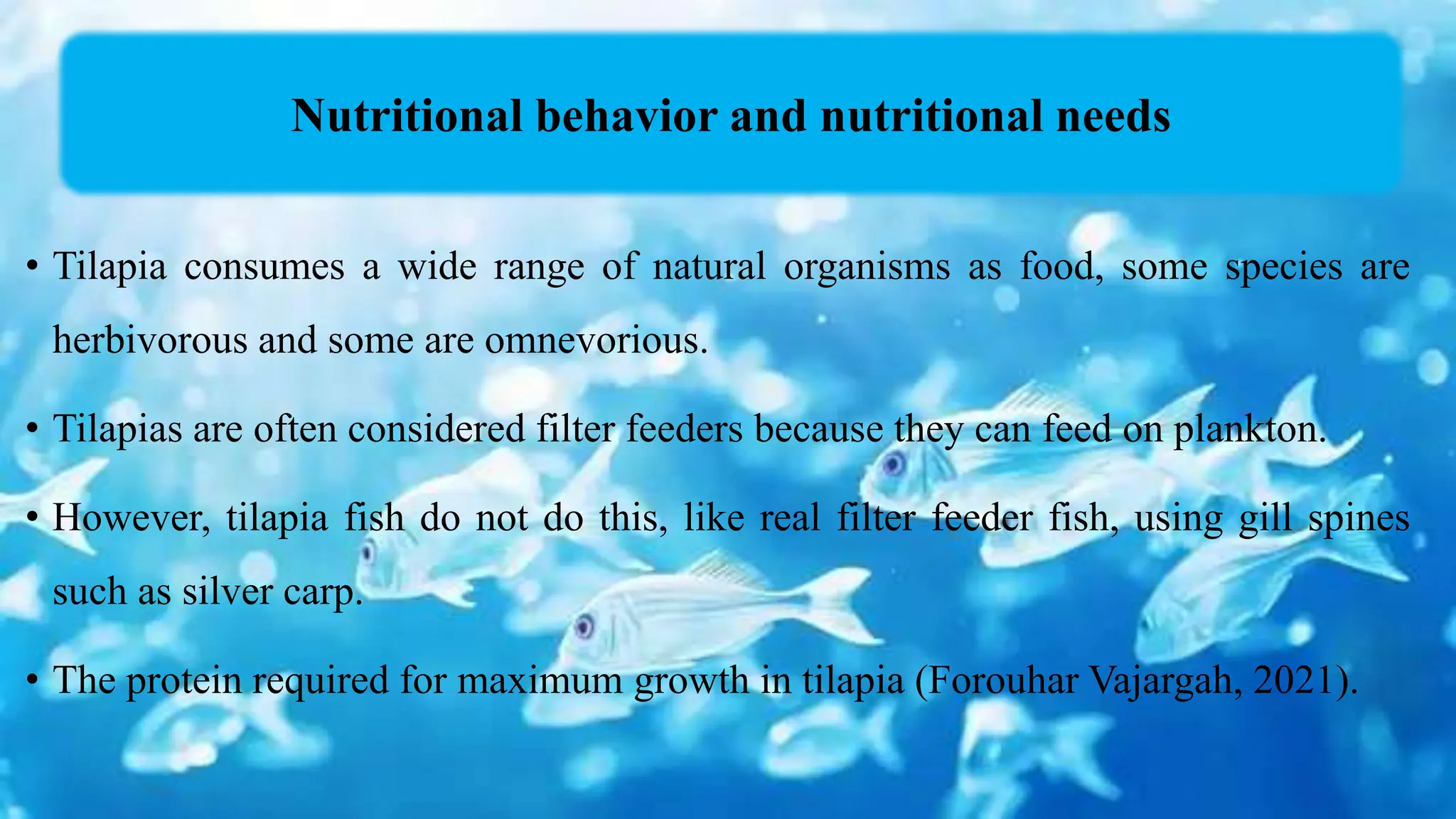 • Tilapia consumes a wide range of natural organisms as food, some species are
herbivorous and some are omnevorious.
• Tilapias are often considered filter feeders because they can feed on plankton.
• However, tilapia fish do not do this, like real filter feeder fish, using gill spines
such as silver carp.
• The protein required for maximum growth in tilapia (Forouhar Vajargah, 2021).
Nutritional behavior and nutritional needs
 