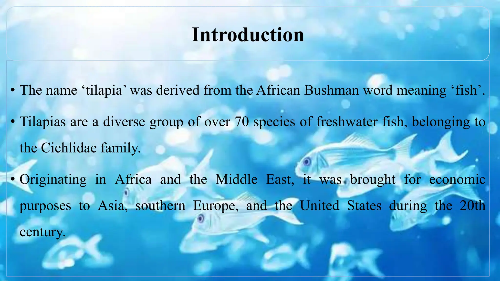 • The name ‘tilapia’ was derived from the African Bushman word meaning ‘fish’.
• Tilapias are a diverse group of over 70 species of freshwater fish, belonging to
the Cichlidae family.
• Originating in Africa and the Middle East, it was brought for economic
purposes to Asia, southern Europe, and the United States during the 20th
century.
Introduction
 