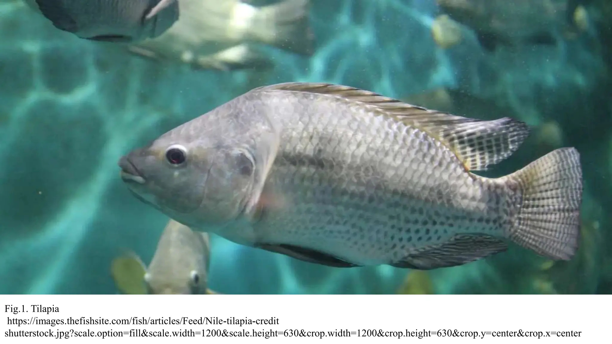 Fig.1. Tilapia
https://images.thefishsite.com/fish/articles/Feed/Nile-tilapia-credit
shutterstock.jpg?scale.option=fill&scale.width=1200&scale.height=630&crop.width=1200&crop.height=630&crop.y=center&crop.x=center
 