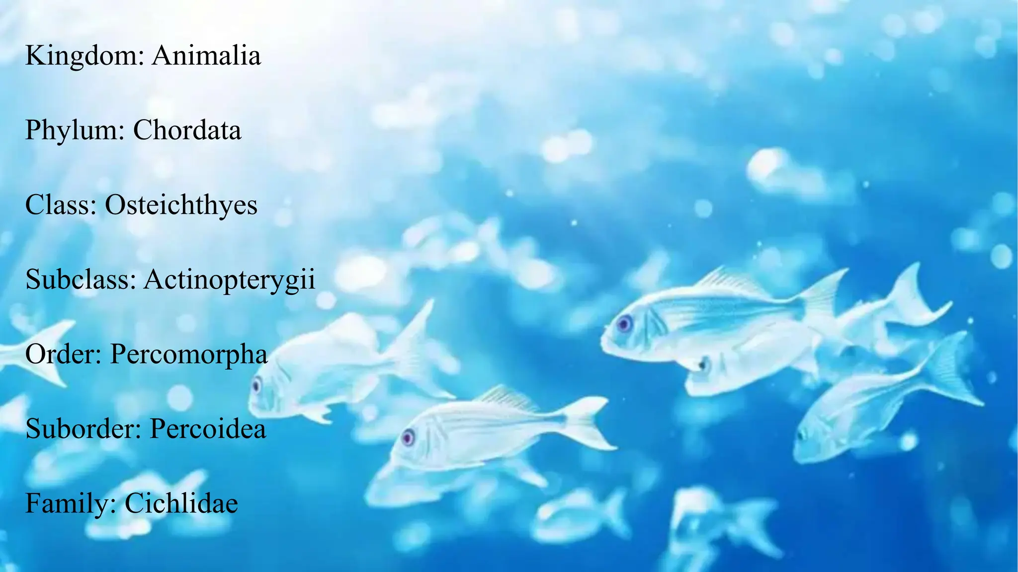 Kingdom: Animalia
Phylum: Chordata
Class: Osteichthyes
Subclass: Actinopterygii
Order: Percomorpha
Suborder: Percoidea
Family: Cichlidae
 
