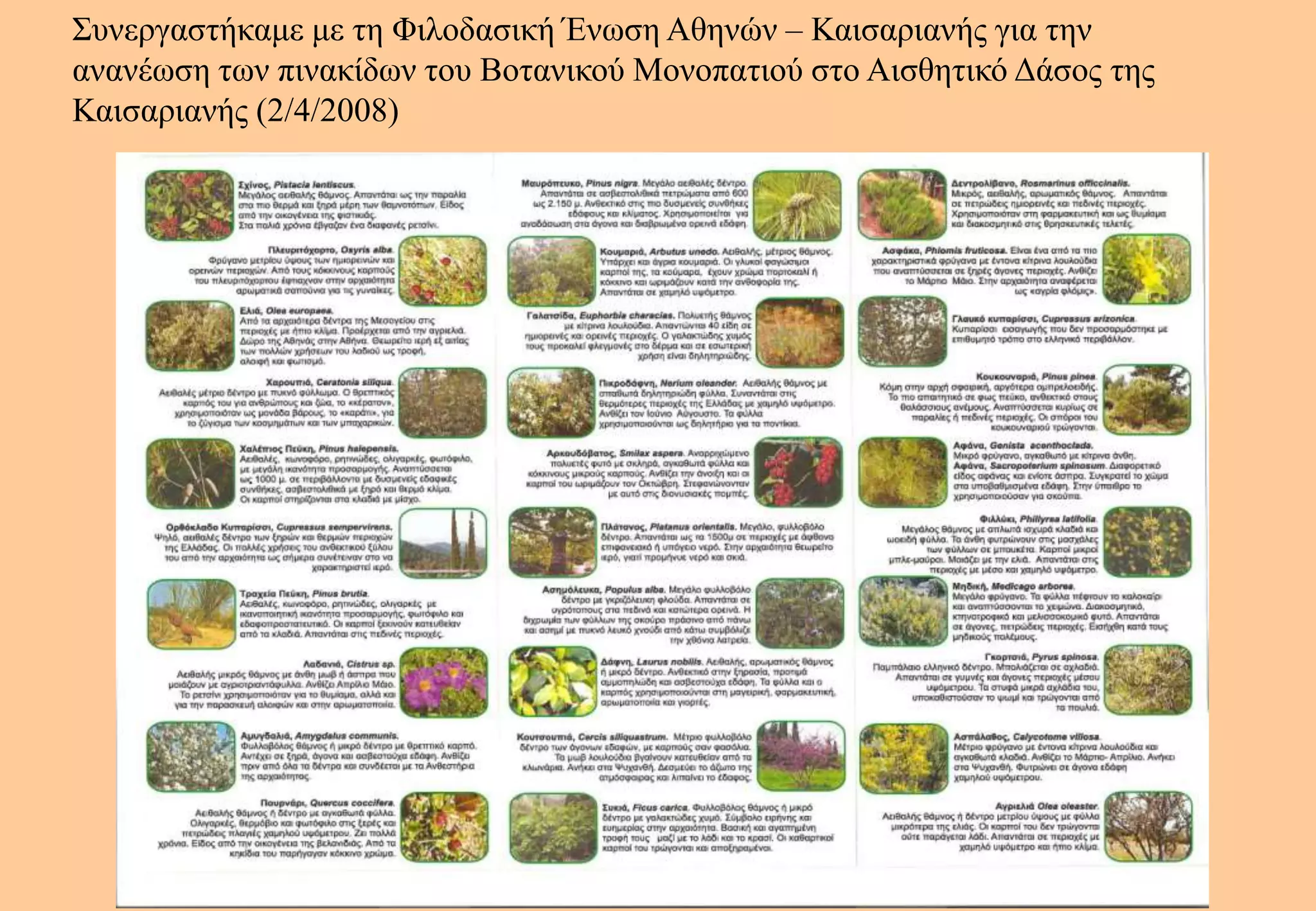 Συνεργαστήκαμε με τη Φιλοδασική Ένωση Αθηνών – Καισαριανής για την ανανέωση των πινακίδων του Βοτανικού Μονοπατιού στο Αισθητικό Δάσος της Καισαριανής (2/4/2008) 