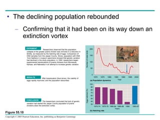 The declining population rebounded Confirming that it had been on its way down an extinction vortex EXPRIMENT Researchers observed that the population  collapse of the greater prairie chicken was mirrored in a reduction in  fertility, as measured by the hatching rate of eggs. Comparison of  DNA samples from the Jasper County, Illinois, population with DNA  from feathers in museum specimens showed that genetic variation  had declined in the study population. In 1992, researchers began  experimental translocations of prairie chickens from Minnesota,  Kansas, and Nebraska in an attempt to increase genetic variation.  RESULTS After translocation (blue arrow), the viability of eggs rapidly improved, and the population rebounded. CONCLUSION The researchers concluded that lack of genetic   variation had started the Jasper County population of prairie  chickens down the extinction vortex. Number of male birds (a) Population dynamics (b) Hatching rate 200 150 100 50 0 1970 1975 1980 1985 1990 1995 2000 Year Eggs hatched (%) 100 90 80 70 60 50 40 30 1970-74 1975-79 1980-84 1985-89 1990 1993-97 Years Figure 55.10 