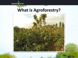 What is Agroforestry? 
 