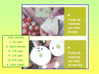 Color semillas
1: sin color
2: ápice marrón
3: 1/4 color
4: 1/2 color
5: 3/4 color
6: color compl.
 