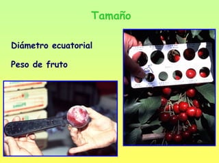 Tamaño
Diámetro ecuatorial
Peso de fruto
 