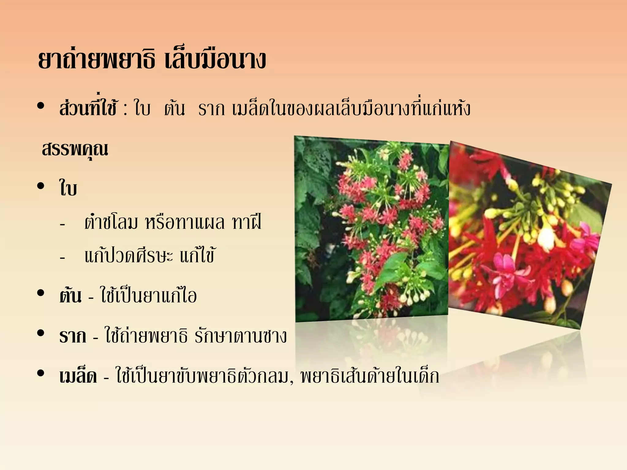 ยาถ่ายพยาธิ เล็บมือนาง
• ส่วนที่ใช้ : ใบ ต้น ราก เมล็ดในของผลเล็บมือนางทีแก่แห้ง
                                                   ่
 สรรพคุณ
• ใบ
   - ตาชโลม หรือทาแผล ทาฝี
   - แก้ปวดศีรษะ แก้ไข้
• ต้น - ใช้เป็ นยาแก้ไอ
• ราก - ใช้ถ่ายพยาธิ รักษาตานซาง
• เมล็ด - ใช้เป็ นยาขับพยาธิตวกลม, พยาธิเส้นด้ายในเด็ก
                             ั
 