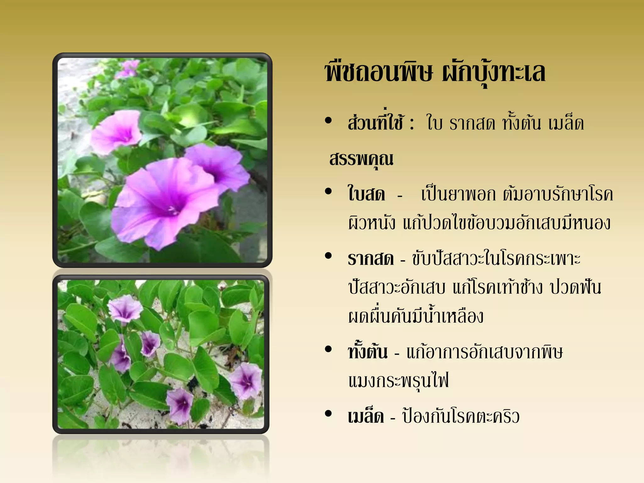 พืชถอนพิษ ผักบุงทะเล
               ้
• ส่วนที่ใช้ : ใบ รากสด ทังต้น เมล็ด
                           ้
 สรรพคุณ
• ใบสด - เป็ นยาพอก ต้มอาบรักษาโรค
   ผิวหนัง แก้ปวดไขข้อบวมอักเสบมีหนอง
• รากสด - ขับปั สสาวะในโรคกระเพาะ
   ปั สสาวะอักเสบ แก้โรคเท้าช้าง ปวดฟั น
   ผดผื่นคันมีนาเหลือง
                ้
• ทังต้น - แก้อาการอักเสบจากพิษ
      ้
   แมงกระพรุนไฟ
• เมล็ด - ป้ องกันโรคตะคริว
 