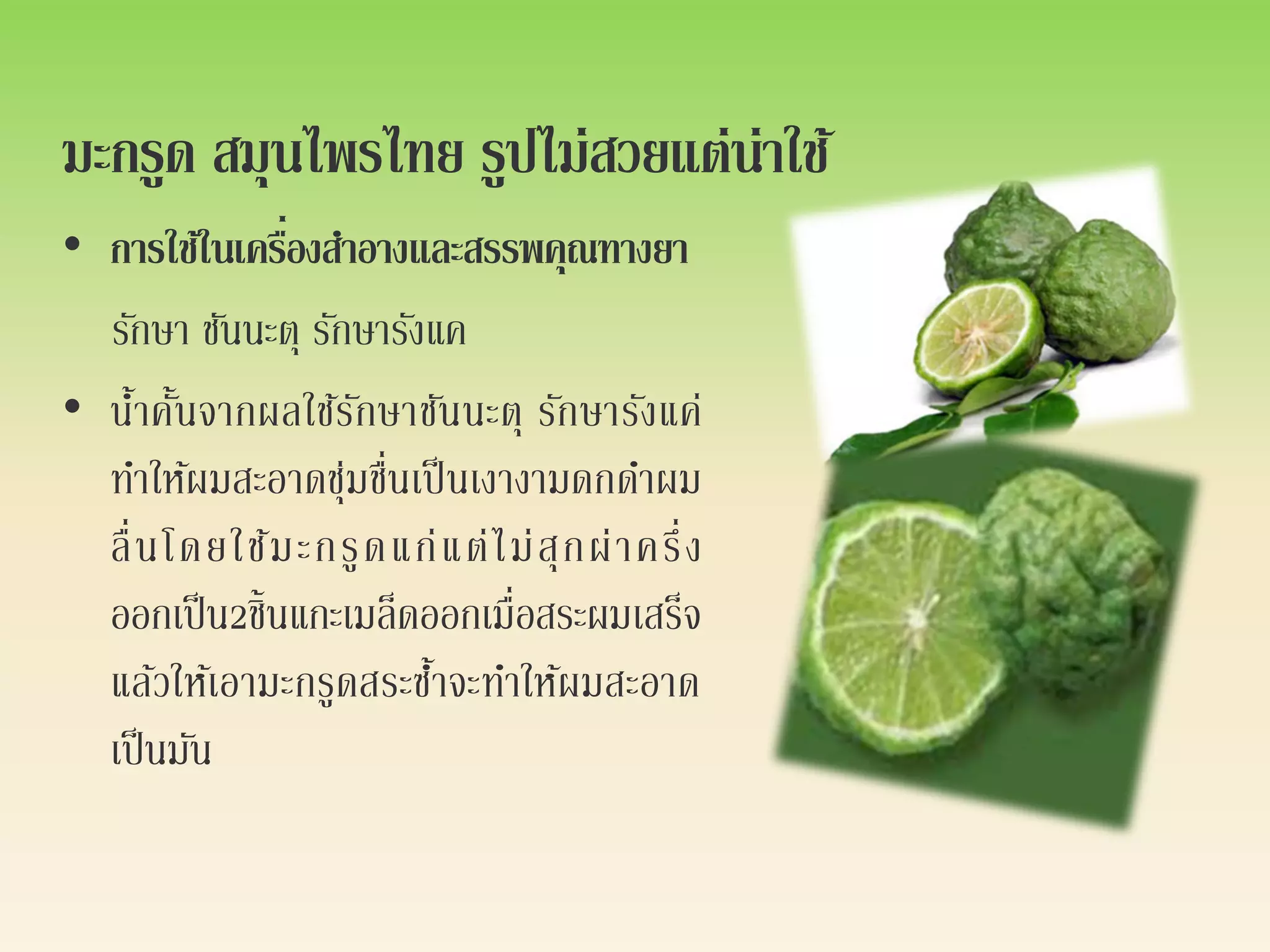 มะกรูด สมุนไพรไทย รูปไม่สวยแต่น่าใช้
• การใช้ในเครืองสาอางและสรรพคุณทางยา
                ่
  รักษา ชันนะตุ รักษารังแค
• นาคันจากผลใช้รกษาชัน นะตุ รักษารังแค่
      ้ ้           ั
  ทาให้ผมสะอาดชุ่มชื่นเป็ นเงางามดกดาผม
  ลื่ น โดยใช้ ม ะกรู ด แก่ แ ต่ ไ ม่ สุ ก ผ่ า ครึ่ ง
  ออกเป็ น2ชิ้นแกะเมล็ดออกเมื่อสระผมเสร็จ
  แล้วให้เอามะกรูดสระซาจะทาให้ผมสะอาด
                          ้
  เป็ นมัน
 