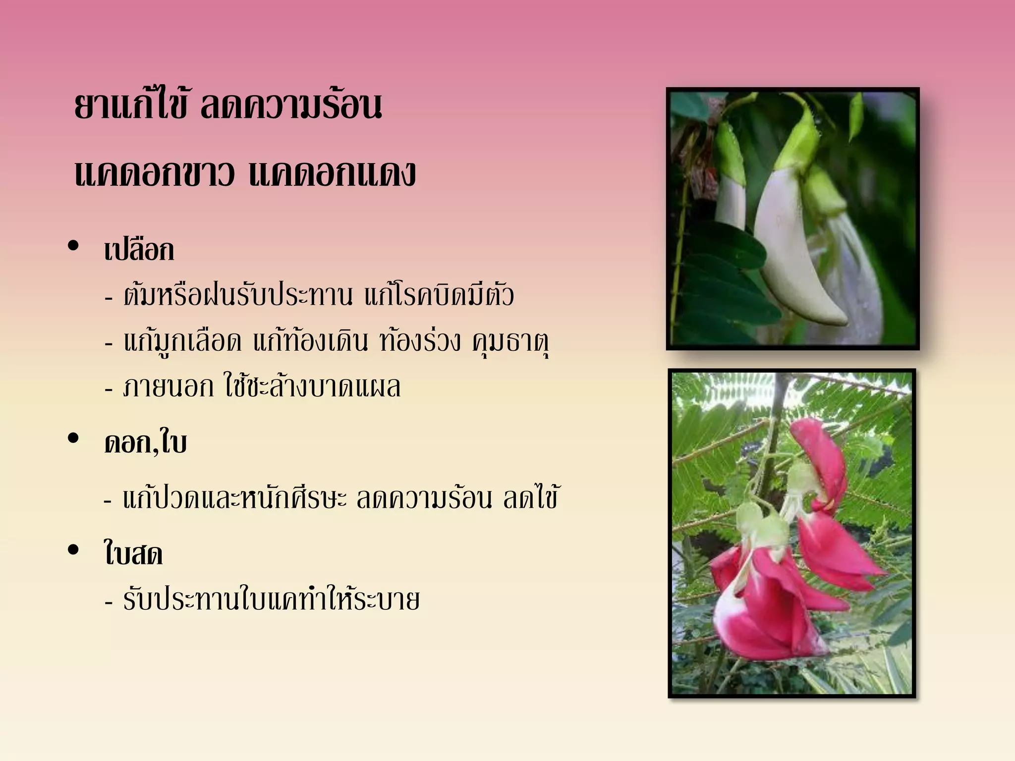 ยาแก้ไข้ ลดความร้อน
แคดอกขาว แคดอกแดง
• เปลือก
  - ต้มหรือฝนรับประทาน แก้โรคบิดมีตว   ั
  - แก้มูกเลือด แก้ทองเดิน ท้องร่วง คุมธาตุ
                    ้
  - ภายนอก ใช้ชะล้างบาดแผล
• ดอก,ใบ
  - แก้ปวดและหนักศีรษะ ลดความร้อน ลดไข้
• ใบสด
  - รับประทานใบแคทาให้ระบาย
 