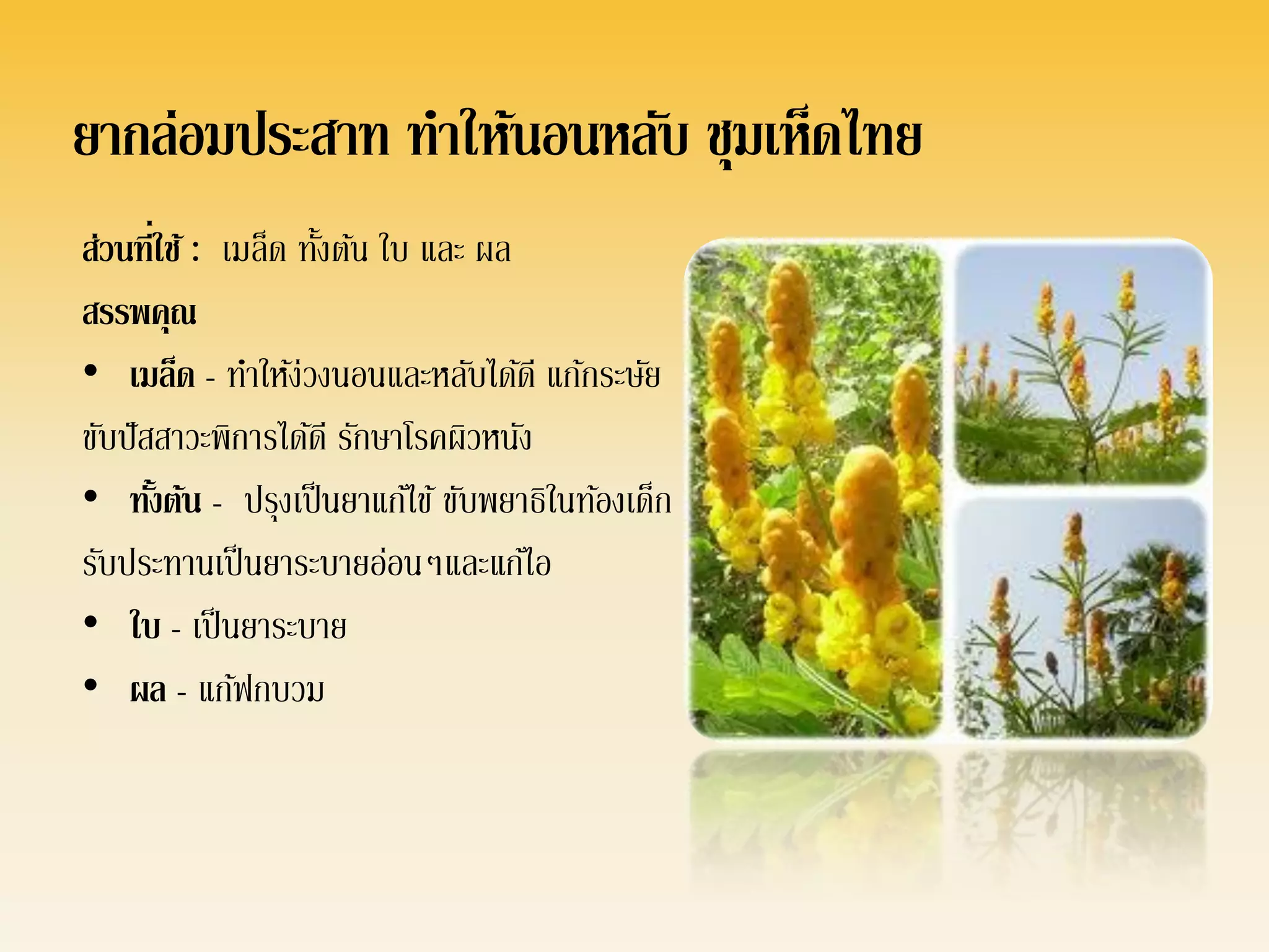 ยากล่อมประสาท ทาให้นอนหลับ ชุมเห็ดไทย
         ่
ส่วนทีใช้ : เมล็ด ทังต้น ใบ และ ผล
                    ้
สรรพคุณ
• เมล็ด - ทาให้ง่วงนอนและหลับได้ดี แก้กระษัย
ขับปั สสาวะพิการได้ดี รักษาโรคผิวหนัง
• ทังต้น - ปรุงเป็ นยาแก้ไข้ ขับพยาธิในท้องเด็ก
       ้
รับประทานเป็ นยาระบายอ่อนๆและแก้ไอ
• ใบ - เป็ นยาระบาย
• ผล - แก้ฟกบวม
 