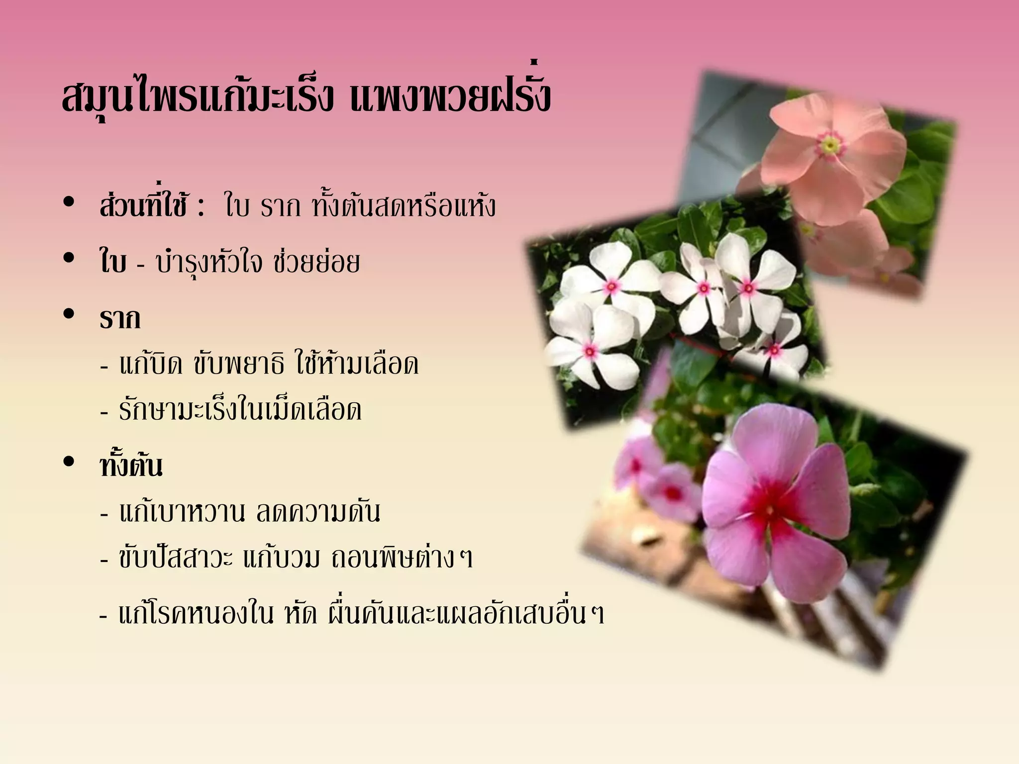 ่
สมุนไพรแก้มะเร็ง แพงพวยฝรัง
• ส่วนที่ใช้ : ใบ ราก ทังต้นสดหรือแห้ง
                        ้
• ใบ - บารุงหัวใจ ช่วยย่อย
• ราก
  - แก้บิด ขับพยาธิ ใช้หามเลือด
                          ้
  - รักษามะเร็งในเม็ดเลือด
• ทังต้น
    ้
  - แก้เบาหวาน ลดความดัน
  - ขับปั สสาวะ แก้บวม ถอนพิษต่างๆ
  - แก้โรคหนองใน หัด ผื่นคันและแผลอักเสบอืนๆ
                                          ่
 