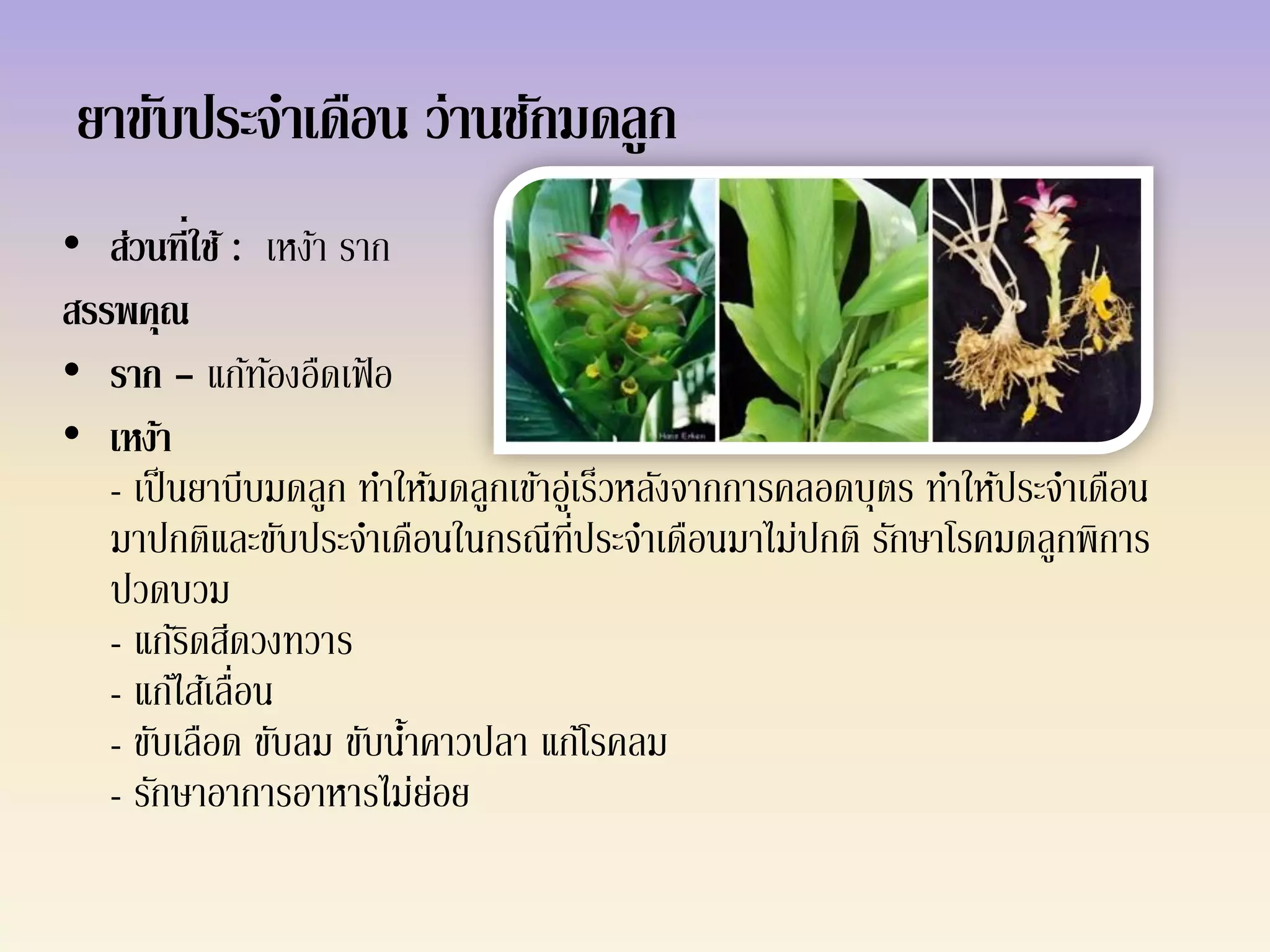 ยาขับประจาเดือน ว่านชักมดลูก
• ส่วนที่ใช้ : เหง้า ราก
สรรพคุณ
• ราก - แก้ทองอืดเฟ้ อ
                 ้
• เหง้า
   - เป็ นยาบีบมดลูก ทาให้มดลูกเข้าอูเ่ ร็วหลังจากการคลอดบุตร ทาให้ประจาเดือน
                                       ่ี
   มาปกติและขับประจาเดือนในกรณีทประจาเดือนมาไม่ปกติ รักษาโรคมดลูกพิการ
   ปวดบวม
   - แก้รดสีดวงทวาร
          ิ
   - แก้ไส้เลื่อน
   - ขับเลือด ขับลม ขับนาคาวปลา แก้โรคลม
                         ้
   - รักษาอาการอาหารไม่ยอย ่
 