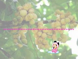 *****************************************
 