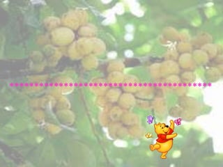 *****************************************
 