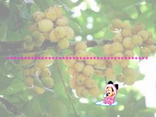 *****************************************
 