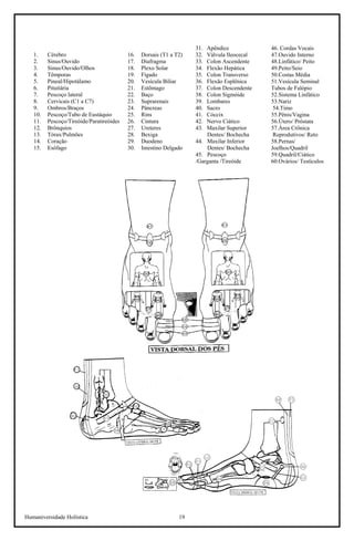 Humaniversidade Holística 19 
1. 
Cérebro 
2. 
Sinus/Ouvido 
3. 
Sinus/Ouvido/Olhos 
4. 
Têmporas 
5. 
Pineal/Hipotálamo 
6. 
Pituitária 
7. 
Pescoço lateral 
8. 
Cervicais (C1 a C7) 
9. 
Ombros/Braços 
10. 
Pescoço/Tubo de Eustáquio 
11. 
Pescoço/Tireóide/Paratireóides 
12. 
Brônquios 
13. 
Tórax/Pulmões 
14. 
Coração 
15. 
Esôfago 
16. 
Dorsais (T1 a T2) 
17. 
Diafragma 
18. 
Plexo Solar 
19. 
Fígado 
20. 
Vesícula Biliar 
21. 
Estômago 
22. 
Baço 
23. 
Suprarenais 
24. 
Pâncreas 
25. 
Rins 
26. 
Cintura 
27. 
Ureteres 
28. 
Bexiga 
29. 
Duodeno 
30. 
Intestino Delgado 
31. 
Apêndice 
32. 
Válvula Ileocecal 
33. 
Colon Ascendente 
34. 
Flexão Hepática 
35. 
Colon Transverso 
36. 
Flexão Esplênica 
37. 
Colon Descendente 
38. 
Colon Sigmóide 
39. 
Lombares 
40. 
Sacro 
41. 
Cóccix 
42. 
Nervo Ciático 
43. 
Maxilar Superior 
Dentes/ Bochecha 
44. Maxilar Inferior 
Dentes/ Bochecha 
45. Pescoço /Garganta /Tireóide 
46. Cordas Vocais 
47.Ouvido Interno 
48.Linfático/ Peito 
49.Peito/Seio 
50.Costas Média 
51.Vesícula Seminal Tubos de Falópio 
52.Sistema Linfático 
53.Nariz 
54.Timo 
55.Pênis/Vagina 
56.Útero/ Próstata 
57.Área Crônica 
Reprodutivos/ Reto 
58.Pernas/ Joelhos/Quadril 
59.Quadril/Ciático 
60.Ovários/ Testículos  