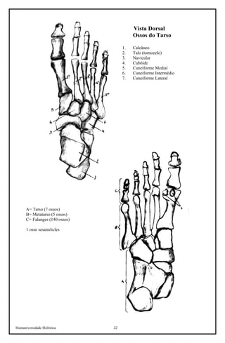 Humaniversidade Holística 22 
Vista Dorsal 
Ossos do Tarso 
1. 
Calcâneo 
2. 
Talo (tornozelo) 
3. 
Navicular 
4. 
Cubóide 
5. 
Cuneiforme Medial 
6. 
Cuneiforme Intermédio 
7. 
Cuneiforme Lateral 
A= Tarso (7 ossos) 
B= Metatarso (5 ossos) 
C= Falanges (140 ossos) 
1 osso sesamóicles  