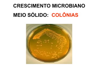 CRESCIMENTO MICROBIANO
MEIO SÓLIDO: COLÔNIAS
 