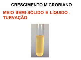 CRESCIMENTO MICROBIANO
MEIO SEMI-SÓLIDO E LÍQUIDO :
TURVAÇÃO
 