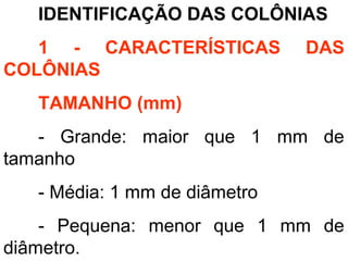 IDENTIFICAÇÃO DAS COLÔNIAS
1 - CARACTERÍSTICAS DAS
COLÔNIAS
TAMANHO (mm)
- Grande: maior que 1 mm de
tamanho
- Média: 1 mm de diâmetro
- Pequena: menor que 1 mm de
diâmetro.
 