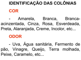 IDENTIFICAÇÃO DAS COLÔNIAS
COR
- Amarela, Branca, Branca-
acinzentada, Cinza, Rosa, Esverdeada,
Preta, Alaranjada, Creme, Incolor, etc...
ODOR
- Uva, Água sanitária, Fermento de
pão, Vinagre, Queijo, Terra molhada,
Peixe, Caramelo, etc...
 