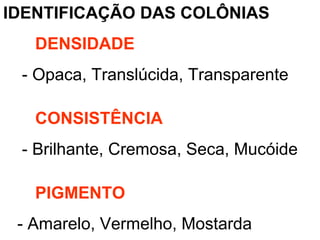 IDENTIFICAÇÃO DAS COLÔNIAS
DENSIDADE
- Opaca, Translúcida, Transparente
CONSISTÊNCIA
- Brilhante, Cremosa, Seca, Mucóide
PIGMENTO
- Amarelo, Vermelho, Mostarda
 