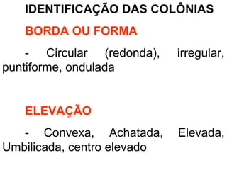 IDENTIFICAÇÃO DAS COLÔNIAS
BORDA OU FORMA
- Circular (redonda), irregular,
puntiforme, ondulada
ELEVAÇÃO
- Convexa, Achatada, Elevada,
Umbilicada, centro elevado
 