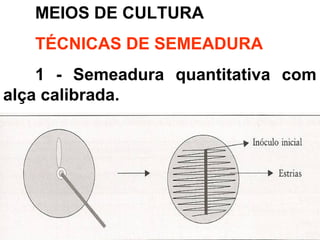 MEIOS DE CULTURA
TÉCNICAS DE SEMEADURA
1 - Semeadura quantitativa com
alça calibrada.
 